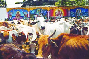अकलूजचा जनावरांचा बाजार आता आठवडय़ातून दोनदा