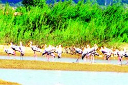 चंद्रपूर जिल्ह्य़ात परदेशी पक्ष्यांची गर्दी