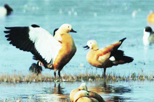 नांदूर मध्यमेश्वरला परदेशी पक्ष्यांची संख्या ३० टक्क्य़ांनी वाढली नांदूर मध्यमेश्वरला परदेशी पक्ष्यांची संख्या ३० टक्क्य़ांनी वाढली