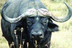 रेडय़ाचा बंदोबस्त करा हो; पोलीस आयुक्तांना साकडे खास