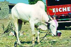 Animal news, बैल शोधण्यासाठी बक्षिस Animal news, बैल शोधण्यासाठी बक्षिस