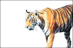 बफर झोन अध्यादेशाची अंमलबजावणी कठीण