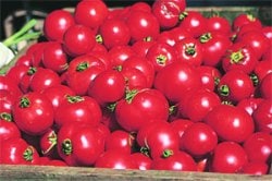 рдлрд│рднрд╛рдЬреНрдпрд╛, рд╢реЗрдВрдЧрднрд╛рдЬреНрдпрд╛ – рднрд╛рдЧ рддрд┐рд╕рд░рд╛