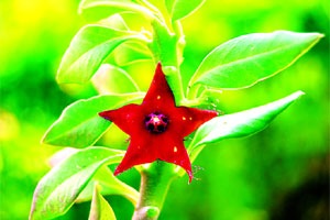 दुर्मीळ वनस्पतींची वासलात अन् पैशाचे झाड! दुर्मीळ वनस्पतींची वासलात अन् पैशाचे झाड!