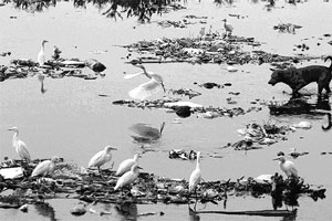 कुतूहल : दूषित पाणी प्यायल्यामुळे प्राण्यांना होणारे रोग