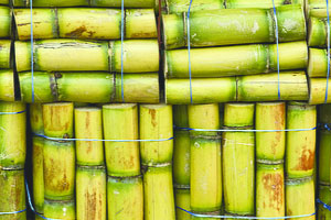 ऊसदराच्या मुद्यावर जबाबदारी झटकता येणार नाही- मंडलिक ऊसदराच्या मुद्यावर जबाबदारी झटकता येणार नाही- मंडलिक