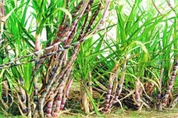 उसाला लागला सहकाराचा कोल्हा