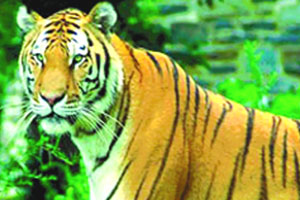 ताडोबातील व्याघ्र दर्शनासाठी बुकिंग ‘फुल्ल’ ताडोबातील व्याघ्र दर्शनासाठी बुकिंग ‘फुल्ल’