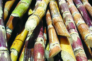 उसाच्या दुसऱ्या हप्त्यासाठी ‘स्वाभिमानी’चा मोर्चा