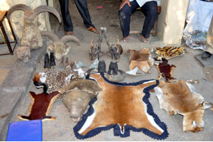 वन्यजीवांच्या कातडी, अवयवांचा मोठा साठा कोल्हापुरात जप्त