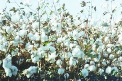 कापूस खरेदीसाठी पणन महासंघाला ५० कोटी