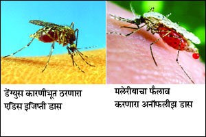 राज्यभरात डासांचे थैमान,