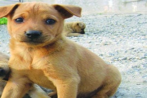 कुत्र्याने रोखली लोकल! कुत्र्याने रोखली लोकल!