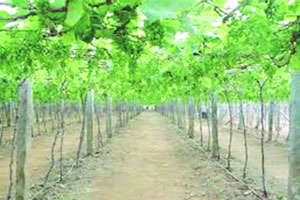द्राक्षबागा वाचविण्याचे आव्हान द्राक्षबागा वाचविण्याचे आव्हान