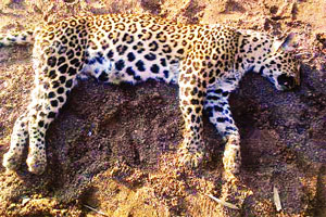 मुख्यमंत्र्यांच्या सफारीनंतर चंद्रपुरात मादी बिबटय़ाचा संशयास्पद मृत्यू