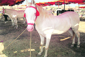 सारंगखेडा यात्रोत्सवाआधीच १७ अश्वांची विक्री सारंगखेडा यात्रोत्सवाआधीच १७ अश्वांची विक्री