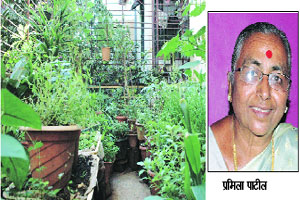औषधी वनस्पतींचे ‘टेरेस गार्डन’