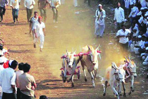 बैलगाडा शर्यतींवरील बंदी उठविण्याच्या मागणीसाठी मोर्चा बैलगाडा शर्यतींवरील बंदी उठविण्याच्या मागणीसाठी मोर्चा