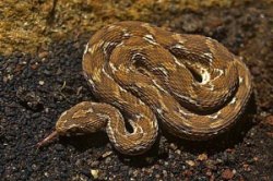 सांगलीतील छाप्यात सापांच्या विषाचा साठा जप्त