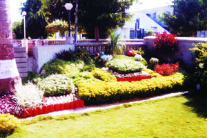 गार्डनिंग : बाग आकर्षक करण्याकरिता काही टिप्स गार्डनिंग : बाग आकर्षक करण्याकरिता काही टिप्स