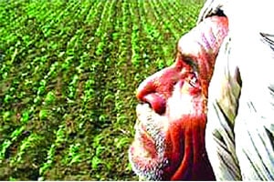 भंडारा जिल्ह्य़ात ३०३ शेतकऱ्यांच्या आत्महत्या, मदत १०४ जणांनाच भंडारा जिल्ह्य़ात ३०३ शेतकऱ्यांच्या आत्महत्या, मदत १०४ जणांनाच