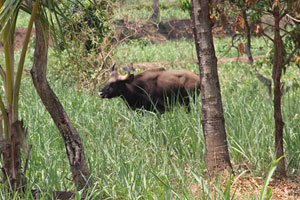 रानगव्यांचा कळप जंगलाकडे परतला रानगव्यांचा कळप जंगलाकडे परतला