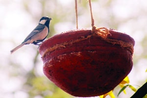 परत फिरूनी ये पाखरा, आम्ही देतो तुम्हा आसरा
