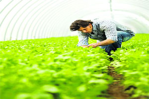 भारतीय वन सेवा परीक्षा २०१३ भारतीय वन सेवा परीक्षा २०१३