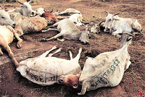 जनावरांच्या मांसापासून खतनिर्मिती कारखान्यामुळे दुर्गंधी