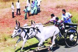 पळत्या बैलाला मार जास्ती!