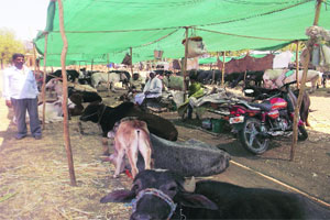 पाण्याने सर्वाना केले ‘कोरडवाहू’! पाण्याने सर्वाना केले ‘कोरडवाहू’!