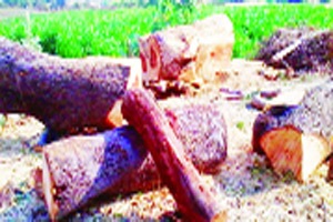 देऊळगावराजा परिसरातील कोटय़वधीची वनसंपदा धोक्यात देऊळगावराजा परिसरातील कोटय़वधीची वनसंपदा धोक्यात