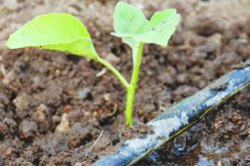 सहकार भवनाचा निधी ठिबक सिंचनाकडे वळवा