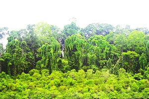 केंद्रीय अर्थसंकल्पात वनक्षेत्र बेदखल केंद्रीय अर्थसंकल्पात वनक्षेत्र बेदखल