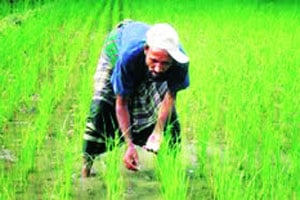 कुतूहल : पिकांना गोळी खत कसे देतात?