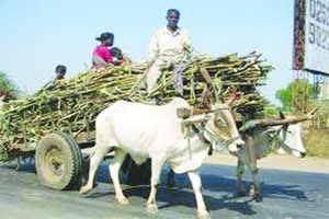 टंचाई पाण्याची, शेती उसाची टंचाई पाण्याची, शेती उसाची