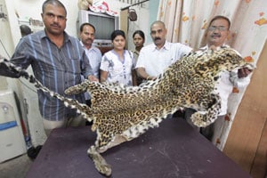 बिबटय़ाचे कातडे विकण्यासाठी आलेल्या तरुणाला पुण्यात अटक बिबटय़ाचे कातडे विकण्यासाठी आलेल्या तरुणाला पुण्यात अटक