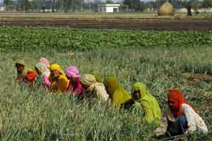 जुलैअखेर बीडमध्ये ७२ टक्के पीक कर्जवाटप