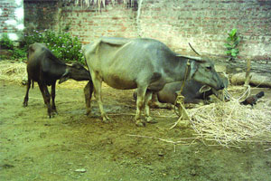 सरपंचाविरुद्ध तक्रार सरपंचाविरुद्ध तक्रार