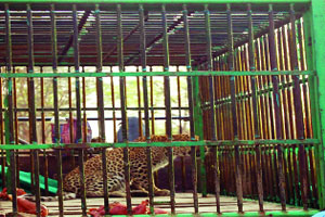 जेरबंद बिबटय़ांना कोठे सोडायचे यावरून पेच जेरबंद बिबटय़ांना कोठे सोडायचे यावरून पेच