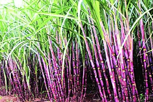 कुतूहल : अपारंपरिक भूभागात उसाची लागवड