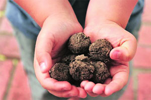 कुतूहल : फुकुओका, दाभोळकर प्रयोग