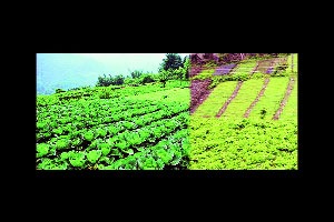 कुतूहल – एका शेतकऱ्याची गोष्ट कुतूहल – एका शेतकऱ्याची गोष्ट