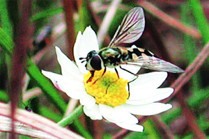 कुतूहल : शेतीसाठी उपयुक्त कीटक परागीभवन (उत्तरार्ध)