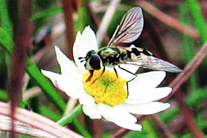 कुतूहल : शेतीसाठी उपयुक्त कीटक परागीभवन (उत्तरार्ध)