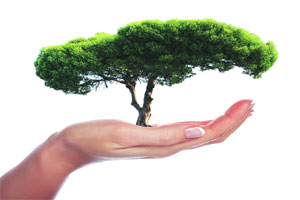 जळगावमध्ये १५ टक्के क्षेत्र वनाच्छादित करण्याचे आव्हान जळगावमध्ये १५ टक्के क्षेत्र वनाच्छादित करण्याचे आव्हान