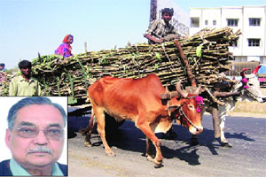 ऊसशेतीने केलेली वाताहत ऊसशेतीने केलेली वाताहत