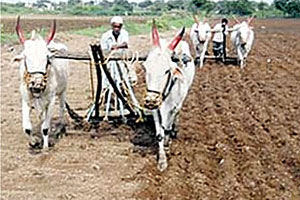 ‘मिरगाचा पेरा अन् मोत्याचा तुरा’ यंदा साधणार