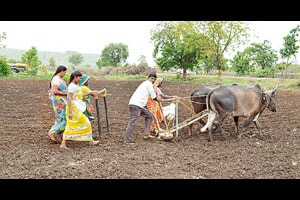पावसाच्या विश्रांतीमुळे हिंगोलीत पेरण्यांना वेग