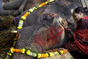 अखेर बिजली हत्तीणीने प्राण सोडला ! अखेर बिजली हत्तीणीने प्राण सोडला !